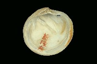 藏品(布紋滿月蛤)的圖片
